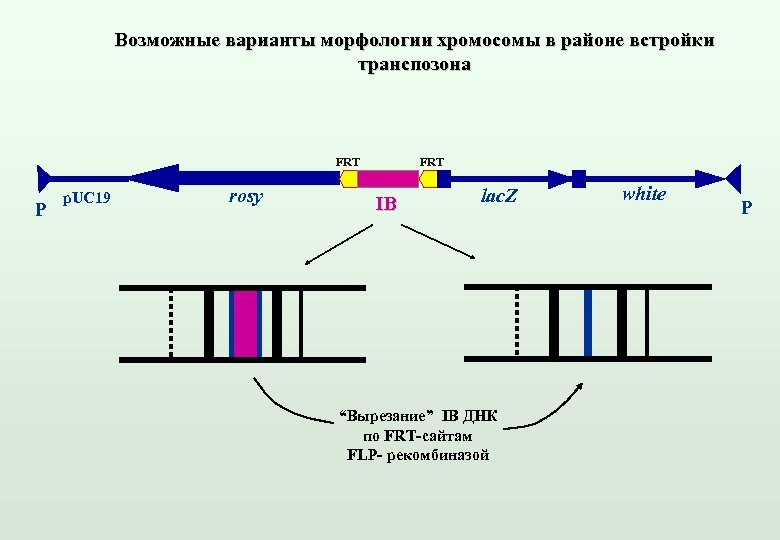 Возможные варианты морфологии хромосомы в районе встройки транспозона FRT P p. UC 19 rosy