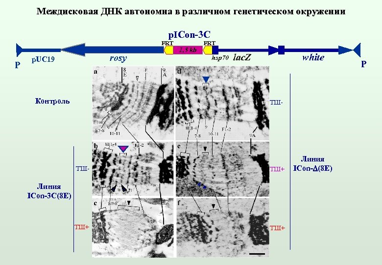 Пуфы политенной хромосомы