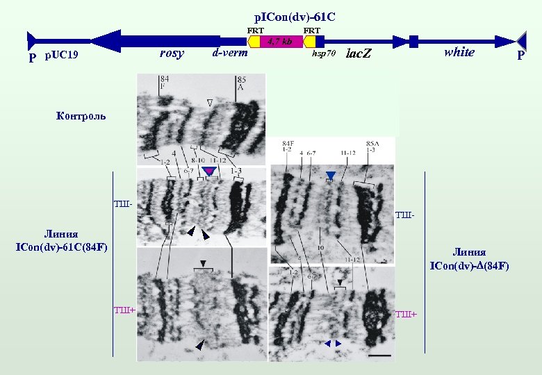 p. ICon(dv)-61 C FRT P rosy p. UC 19 d-verm FRT 4, 7 kb