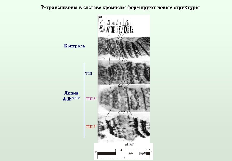 Пуфы политенной хромосомы