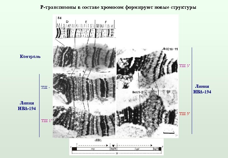 Р-транспозоны в составе хромосом формируют новые структуры Контроль ТШ 3’ Линия HBD-194 ТШ -