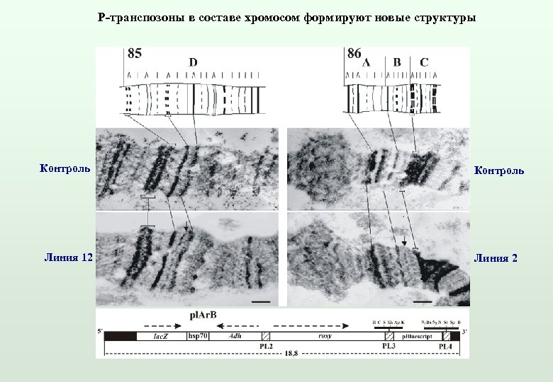 В состав хромосомы входят. Политенные хромосомы Drosophila melanogaster. Первые цитологические карты политенных хромосом. Политенные хромосомы генетическая организация. Междиски хромосом.