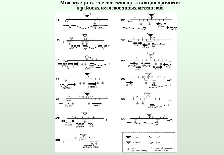 Молекулярно-генетическая организация хромосом в районах исследованных междисков 