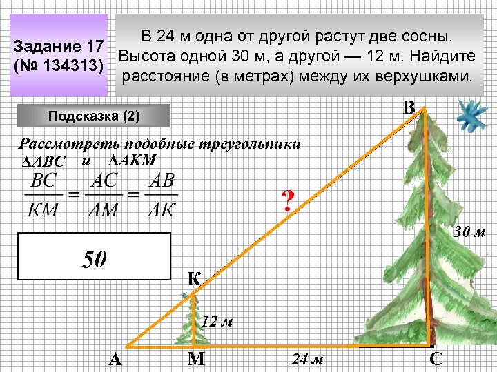 В 24 м одна от другой растут две сосны. Задание 17 Высота одной 30