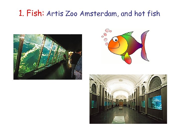 1. Fish: Artis Zoo Amsterdam, and hot fish 