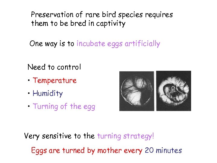 Preservation of rare bird species requires them to be bred in captivity One way