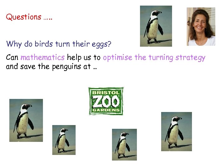 Questions …. . Why do birds turn their eggs? Can mathematics help us to