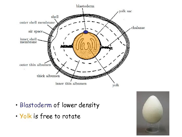  • Blastoderm of lower density • Yolk is free to rotate 