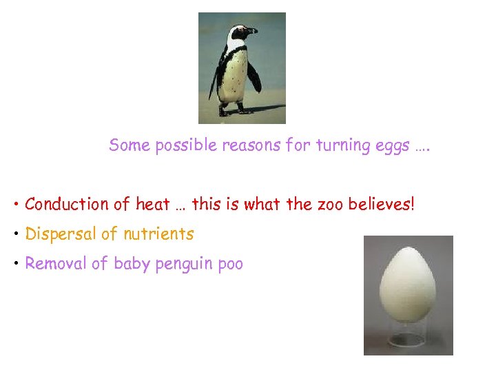 Some possible reasons for turning eggs …. • Conduction of heat … this is
