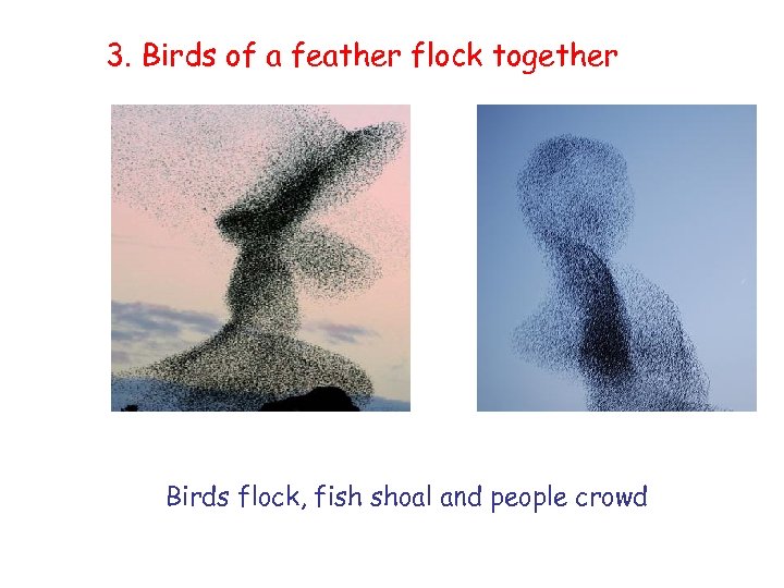 3. Birds of a feather flock together Birds flock, fish shoal and people crowd