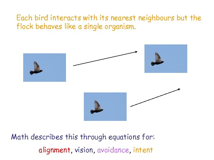 Each bird interacts with its nearest neighbours but the flock behaves like a single