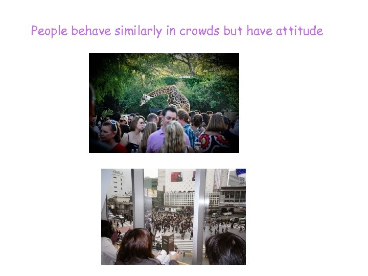 People behave similarly in crowds but have attitude 