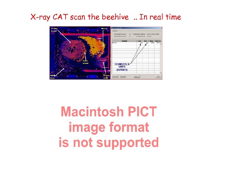 X-ray CAT scan the beehive. . In real time 