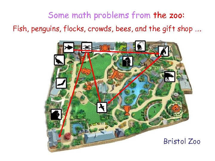 Some math problems from the zoo: Fish, penguins, flocks, crowds, bees, and the gift