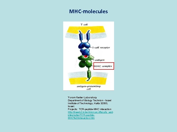 MHC-molecules Yoram Reiter Laboratory Department of Biology Technion - Israel Institute of Technology, Haifa