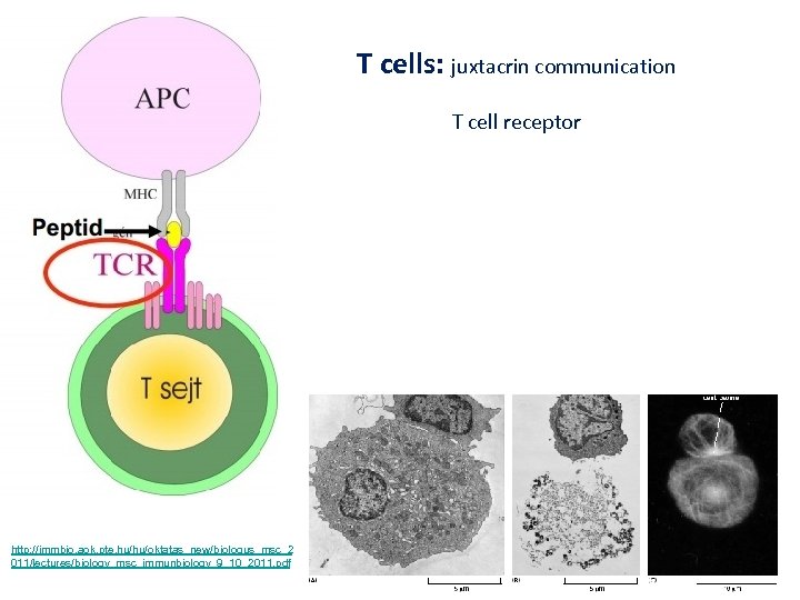 T cells: juxtacrin communication T cell receptor http: //immbio. aok. pte. hu/hu/oktatas_new/biologus_msc_2 011/lectures/biology_msc_immunbiology_9_10_2011. pdf