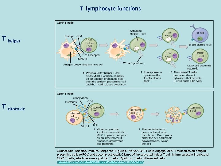 T lymphocyte functions T helper T citotoxic Connexions; Adaptive Immune Response; Figure 4: Naïve