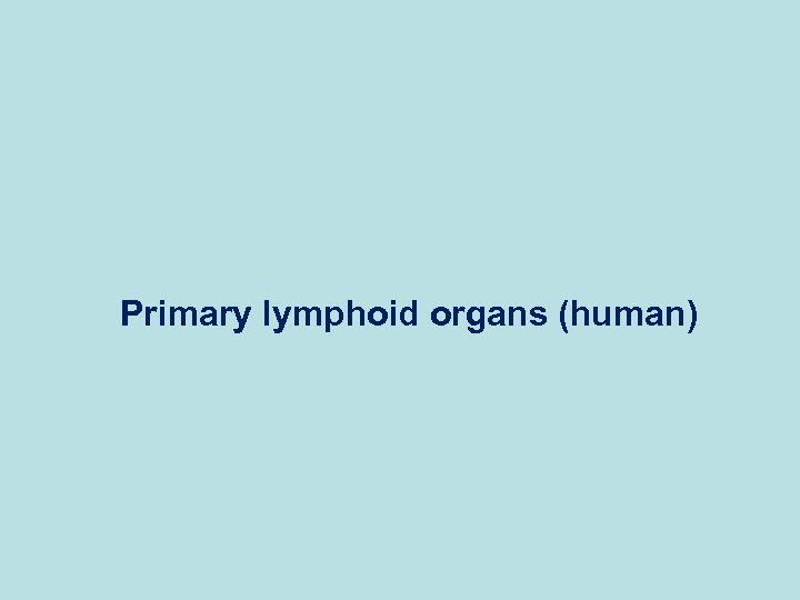 Primary lymphoid organs (human) 