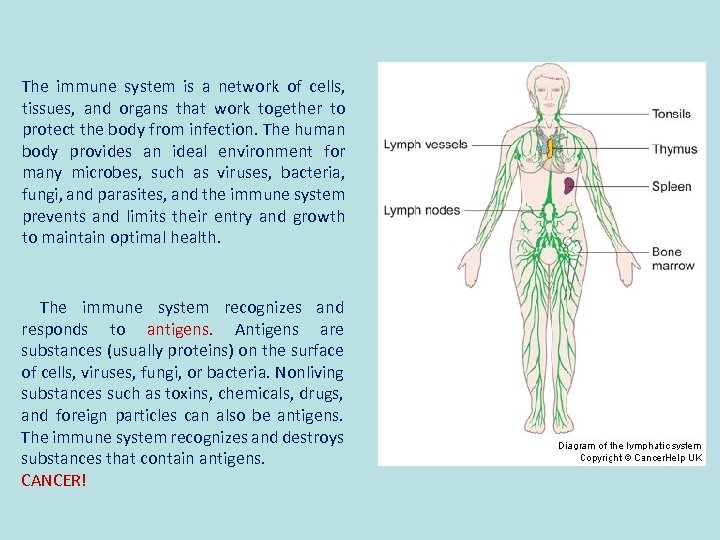 The immune system is a network of cells, tissues, and organs that work together