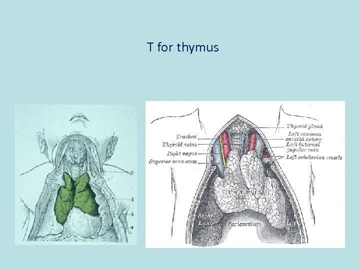 T for thymus 