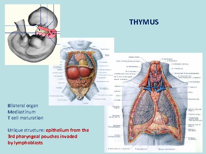 THYMUS Bilateral organ Mediastinum T cell maturation Unique structure: epithelium from the 3 rd