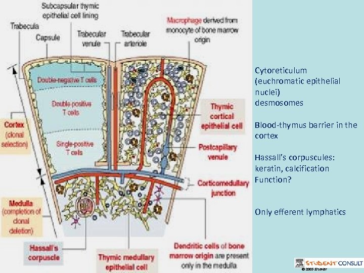 Cytoreticulum (euchromatic epithelial nuclei) desmosomes Blood-thymus barrier in the cortex Hassall’s corpuscules: keratin, calcification