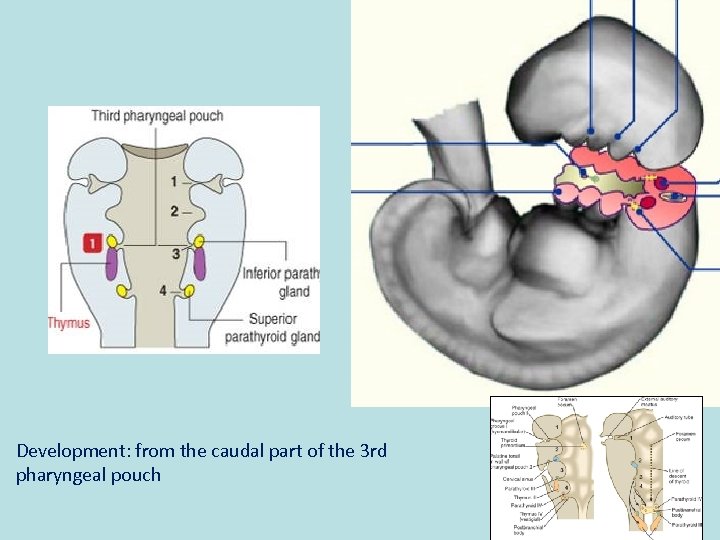 Development: from the caudal part of the 3 rd pharyngeal pouch 