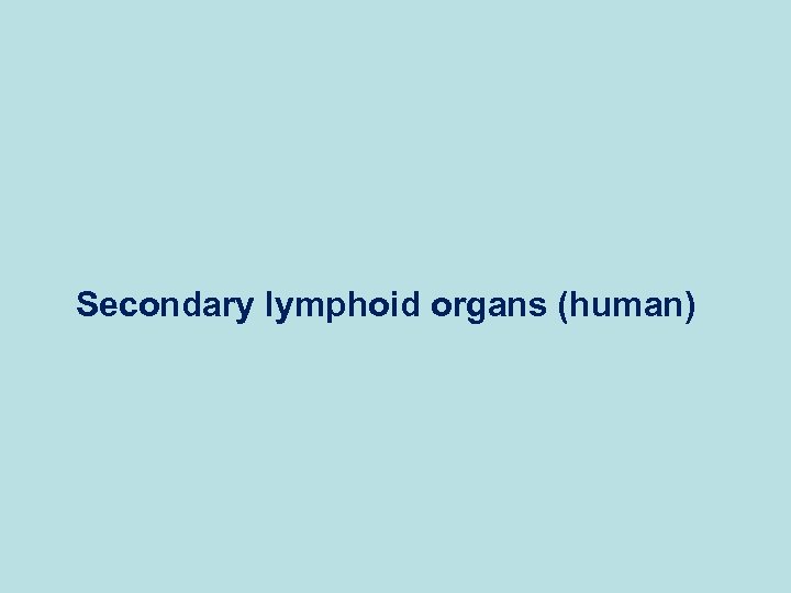 Secondary lymphoid organs (human) 