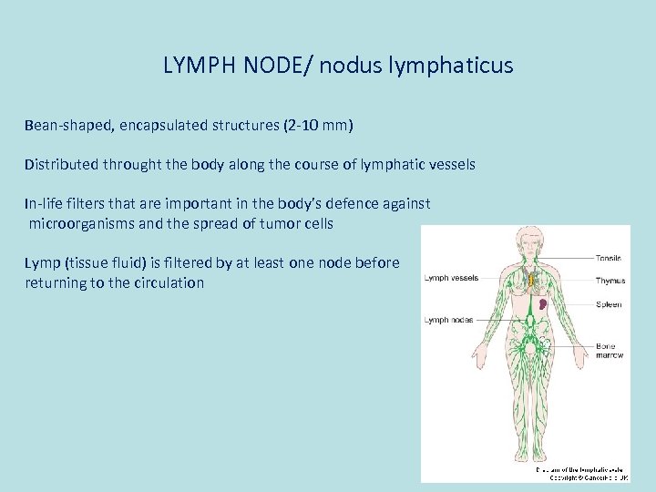 LYMPH NODE/ nodus lymphaticus Bean-shaped, encapsulated structures (2 -10 mm) Distributed throught the body