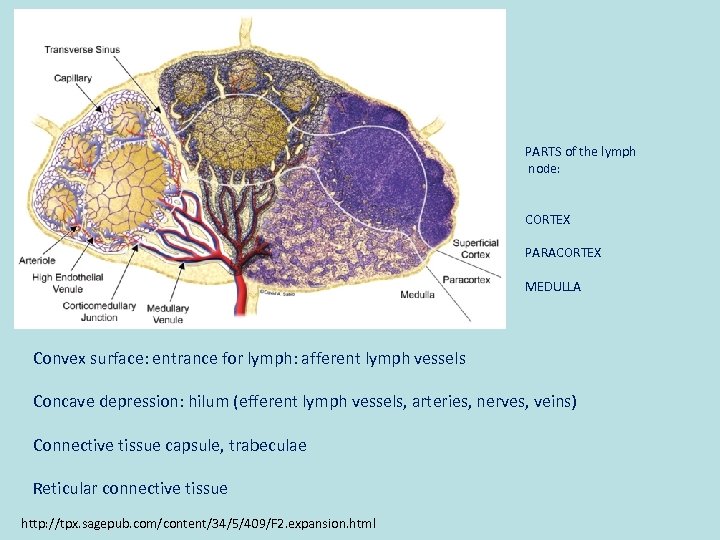 PARTS of the lymph node: CORTEX PARACORTEX MEDULLA Convex surface: entrance for lymph: afferent