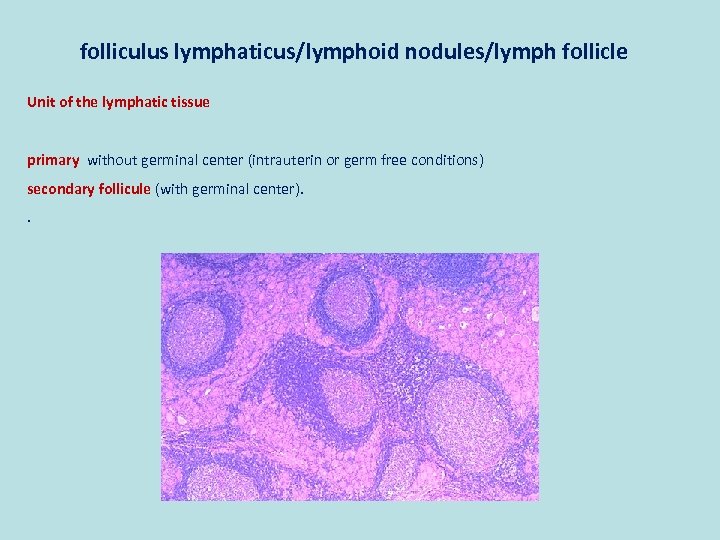 folliculus lymphaticus/lymphoid nodules/lymph follicle Unit of the lymphatic tissue primary without germinal center (intrauterin