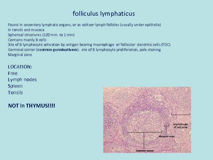 folliculus lymphaticus Found in secondary lymphatic organs, or as solitaer lymph follicles (usually under