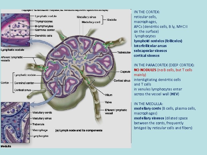 IN THE CORTEX: reticular cells, macrophages, APCs (dendritic cells, B ly, MHC II on