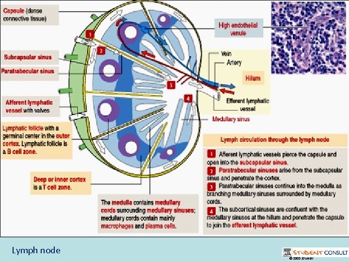 Lymph node © 2005 Elsevier 