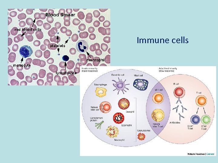 Immune cells 