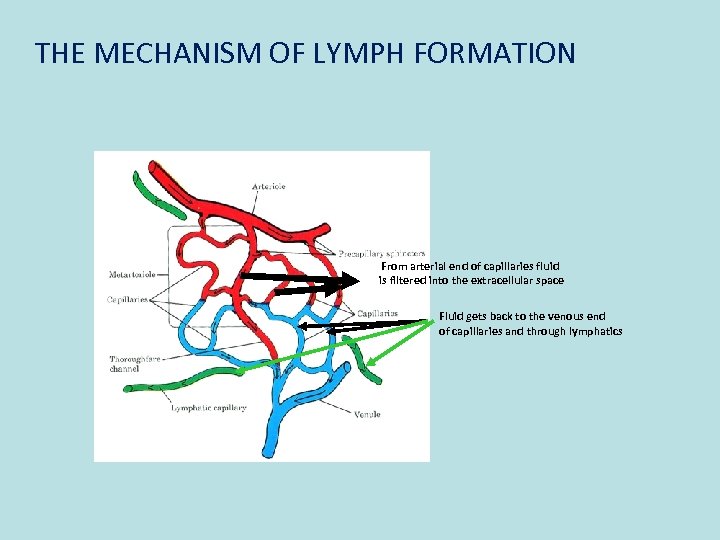 THE MECHANISM OF LYMPH FORMATION From arterial end of capillaries fluid is filtered into