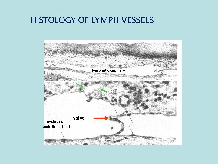 HISTOLOGY OF LYMPH VESSELS lymphatic capillary nucleus of endothelial cell valve 