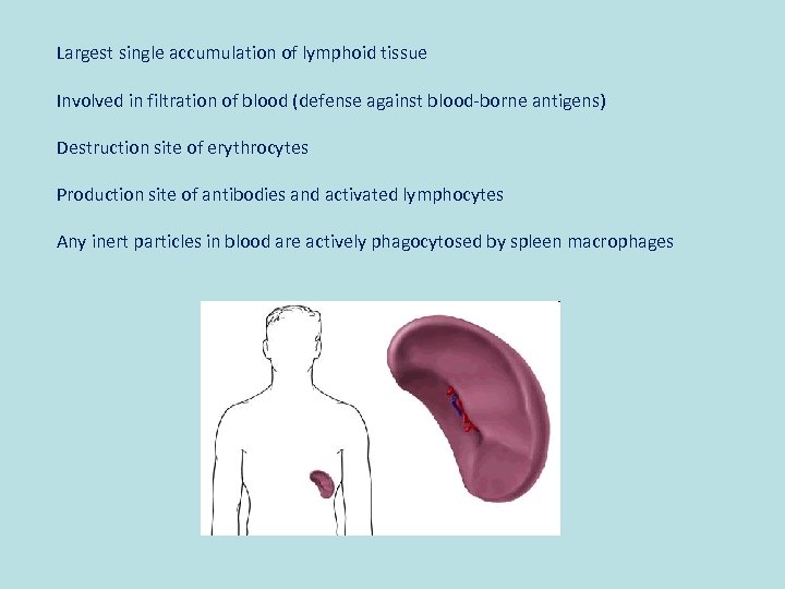 Largest single accumulation of lymphoid tissue Involved in filtration of blood (defense against blood-borne