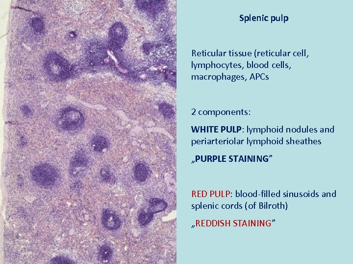 Splenic pulp Reticular tissue (reticular cell, lymphocytes, blood cells, macrophages, APCs 2 components: WHITE