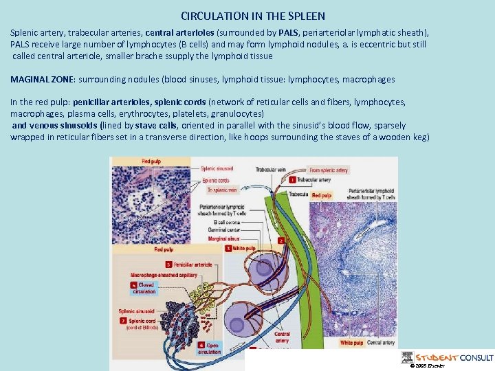 CIRCULATION IN THE SPLEEN Splenic artery, trabecular arteries, central arterioles (surrounded by PALS, periarteriolar