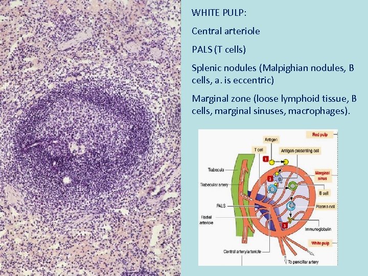 WHITE PULP: Central arteriole PALS (T cells) Splenic nodules (Malpighian nodules, B cells, a.