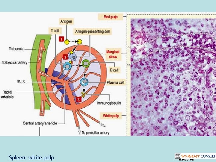 Spleen: white pulp © 2005 Elsevier 