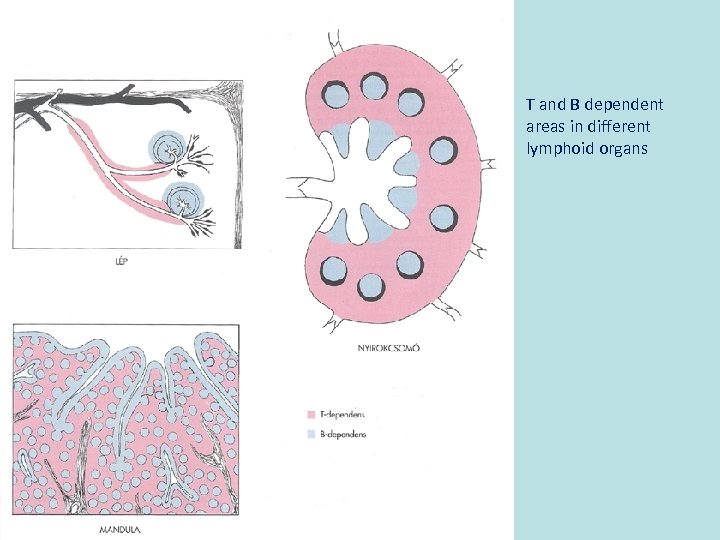 T and B dependent areas in different lymphoid organs 