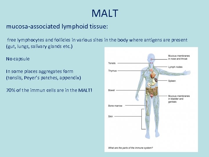 MALT mucosa-associated lymphoid tissue: free lymphocytes and follicles in various sites in the body