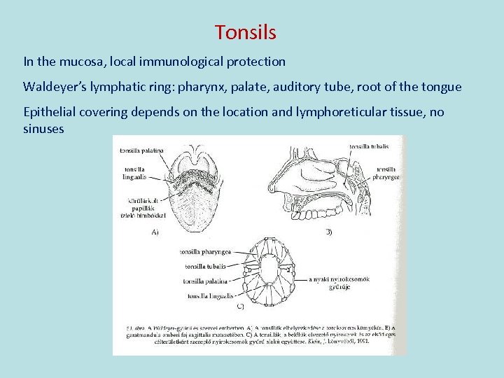 Tonsils In the mucosa, local immunological protection Waldeyer’s lymphatic ring: pharynx, palate, auditory tube,