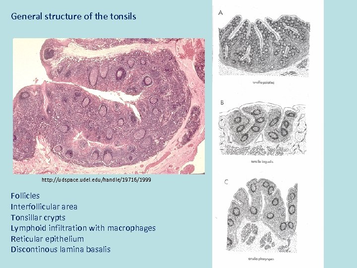 General structure of the tonsils http: //udspace. udel. edu/handle/19716/1999 Follicles Interfollicular area Tonsillar crypts