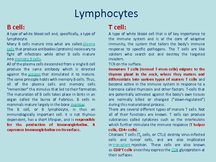 Lymphocytes B cell: A type of white blood cell and, specifically, a type of