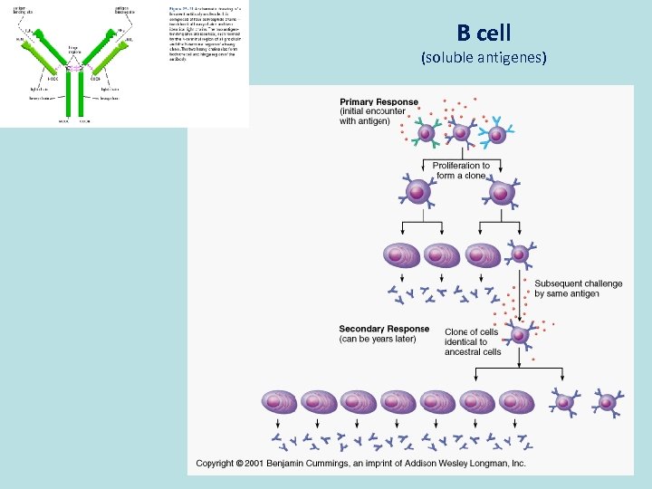 B cell (soluble antigenes) 