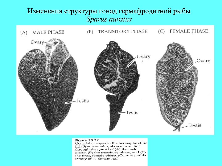 Изменения структуры гонад гермафродитной рыбы Sparus auratus 