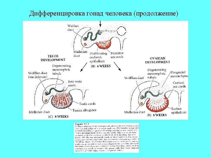 Дифференцировка гонад человека (продолжение) 